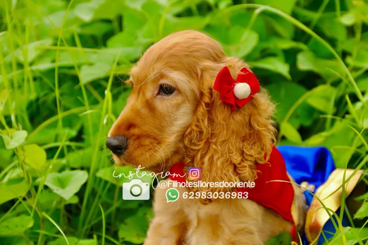 Cocker @filhotesfloresdooriente  - Foto 2