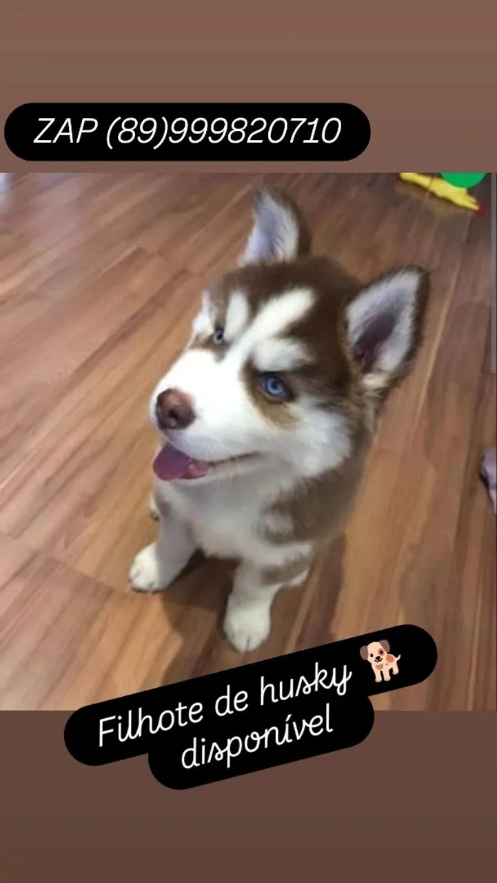 Filhote de husky 