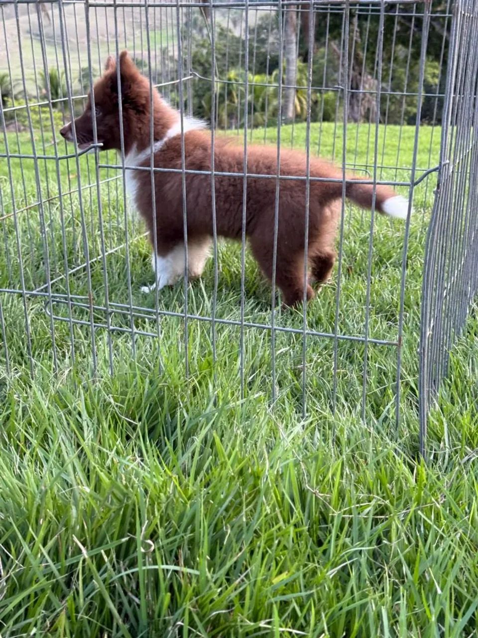 Filhote de Border Collie  - Foto 4
