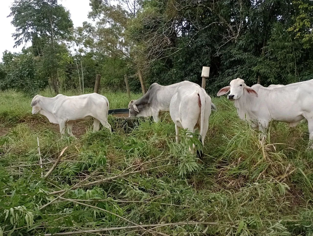 Gado a venda  - Foto 2