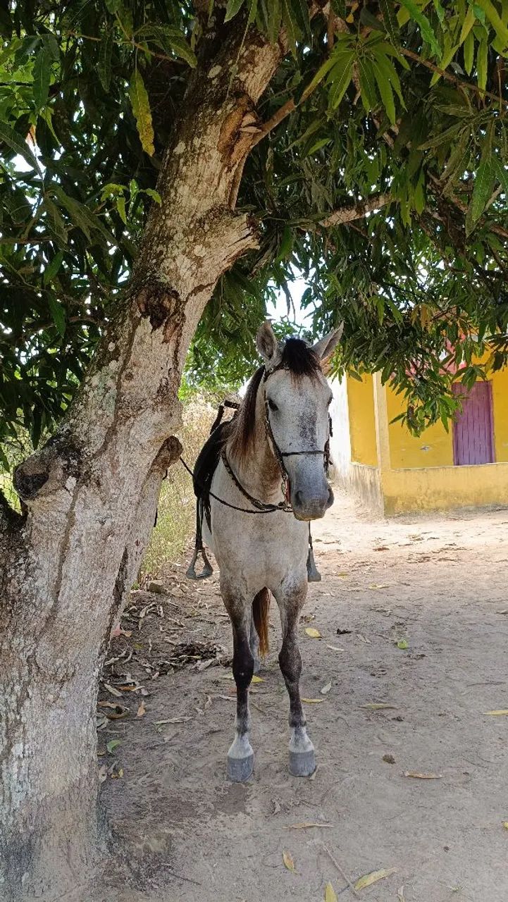 Cavalo Marcha Picada 7 anos - Foto 5