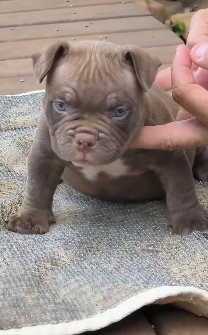 Linhagem American Bully micro à Disposição - Fale pelo WhatsApp - Foto 2