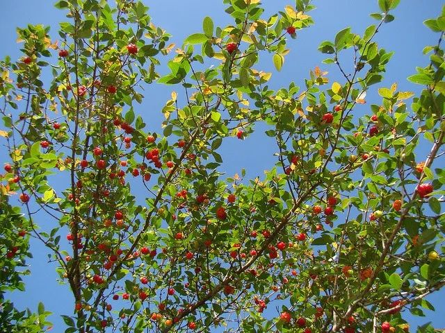 Muda de Pitanga - Foto 2