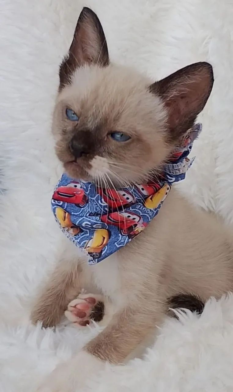 Gato snowshoe com 2 meses  - Foto 4