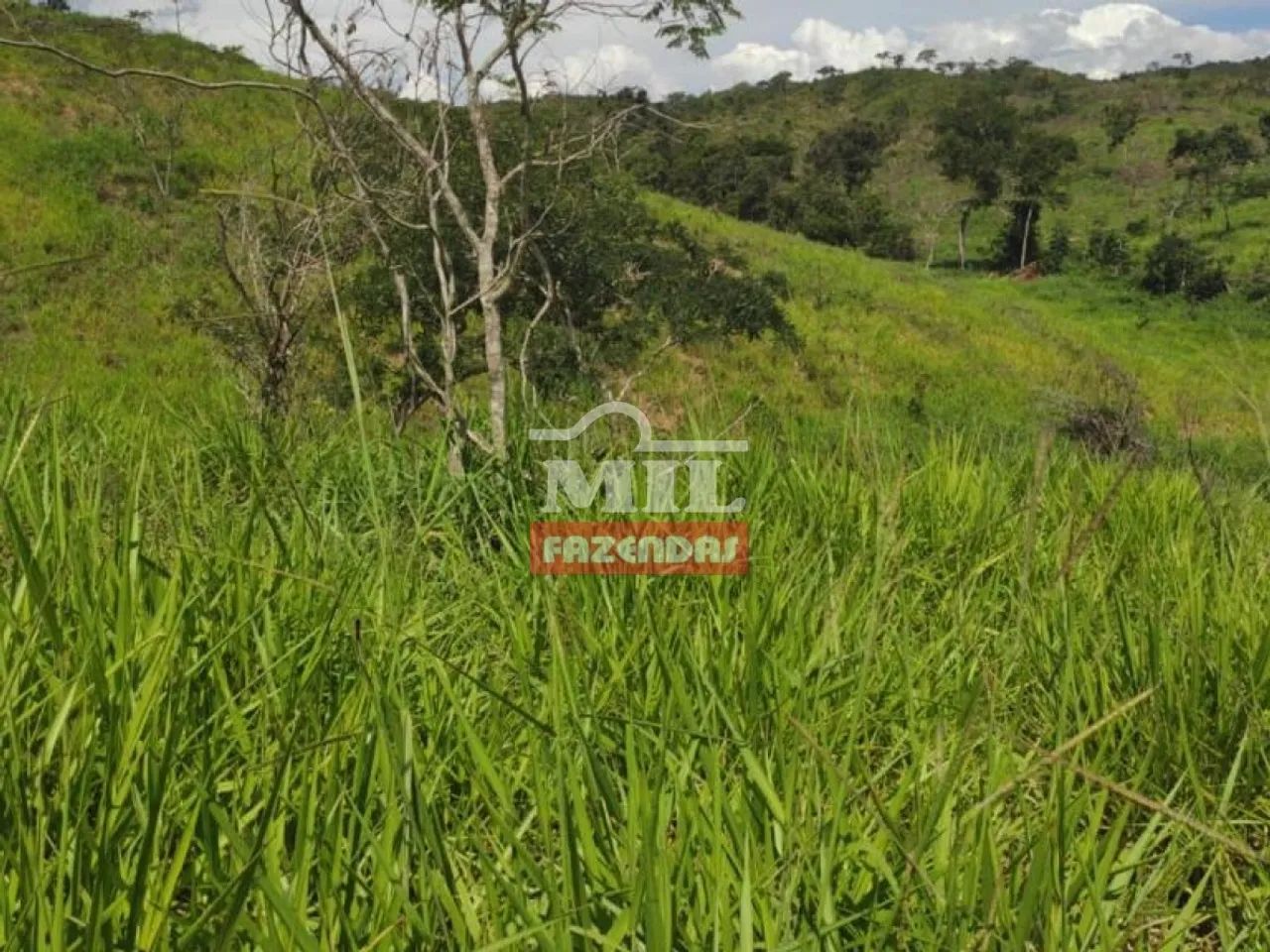 Fazenda de 100 alqueires (484 hectares) em Pires do Rio - GO - Foto 4