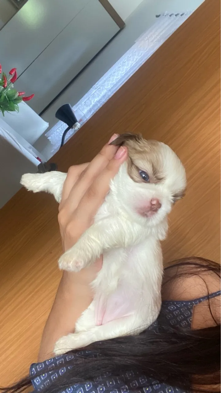 Shih tzu