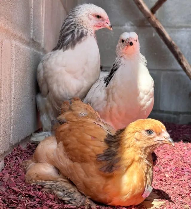 Galinhas Brahma - Foto 2