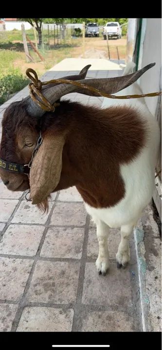 Bode Reprodutor Boer  - Foto 5