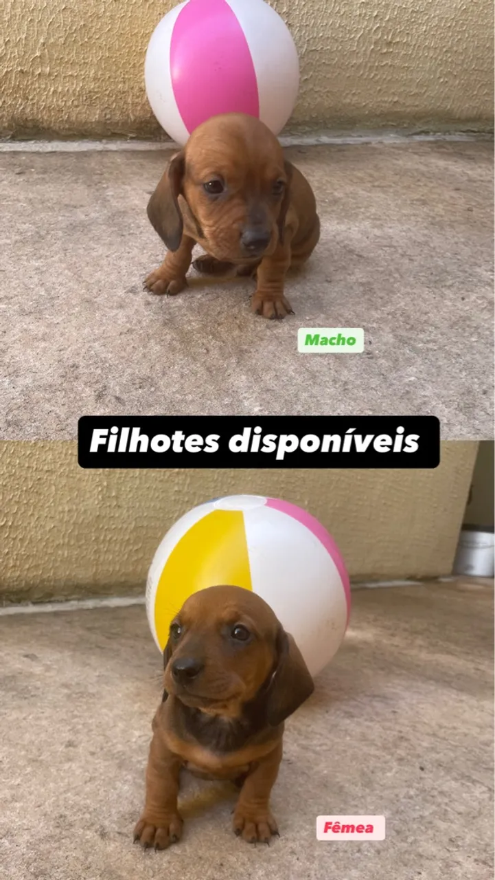 Filhotes de Dachshund/Basset/Cofap/Salsicha