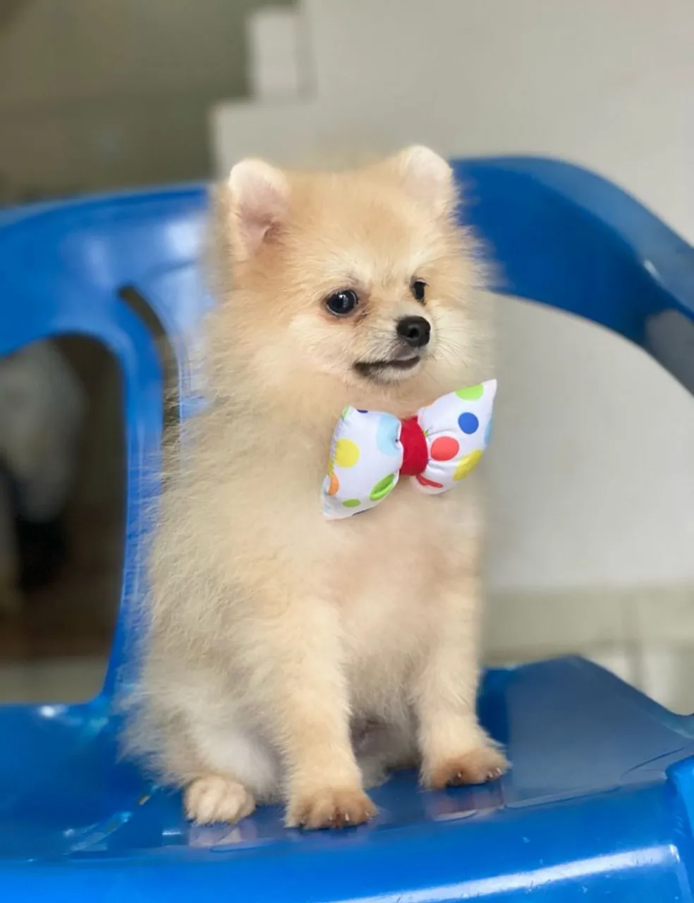 Lulu da Pomerânia macho anão