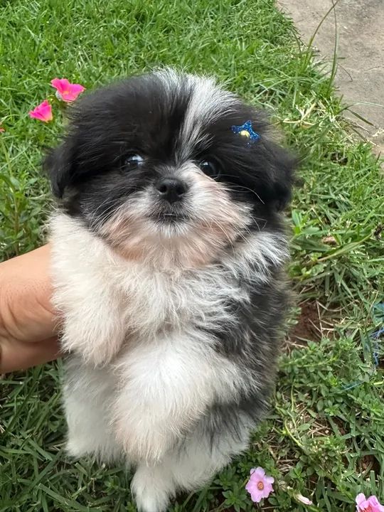 Belo Filhote de Shih Tzu com Spitz Alemão