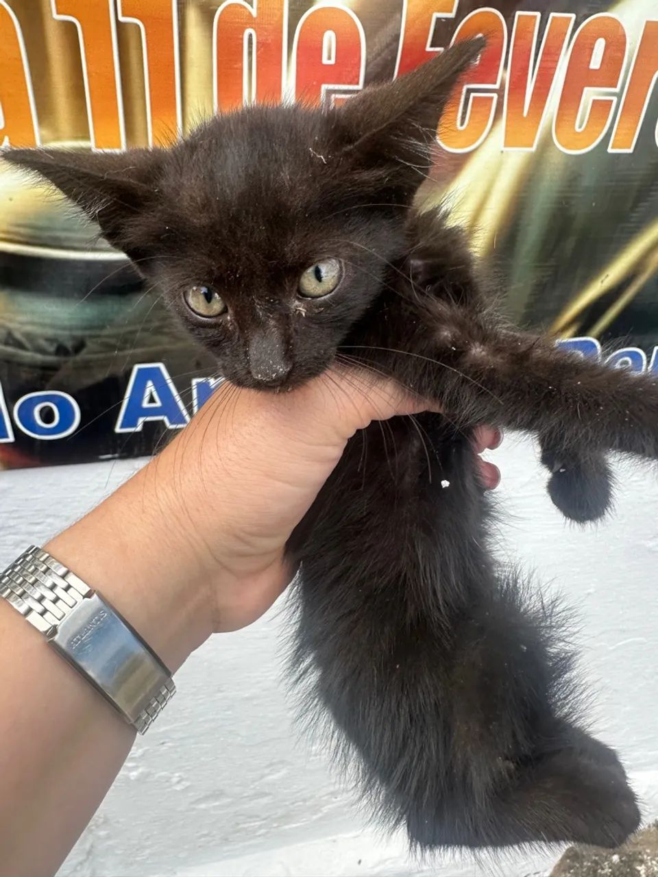 Adote um panterinha bebê solitário das ruas  - Foto 4