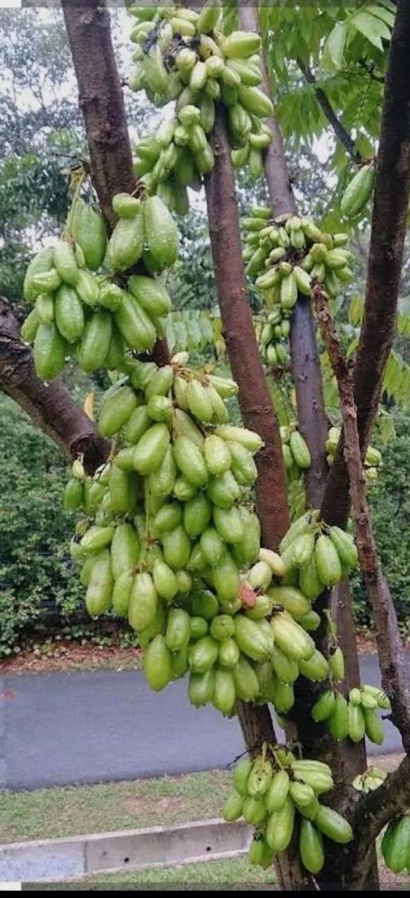 Mudas de limão biri biri  - Foto 6