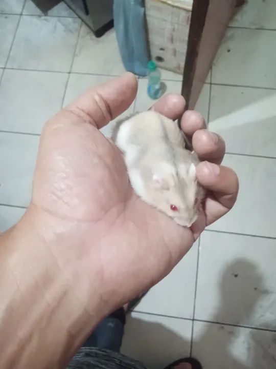 Hamster anão russo 