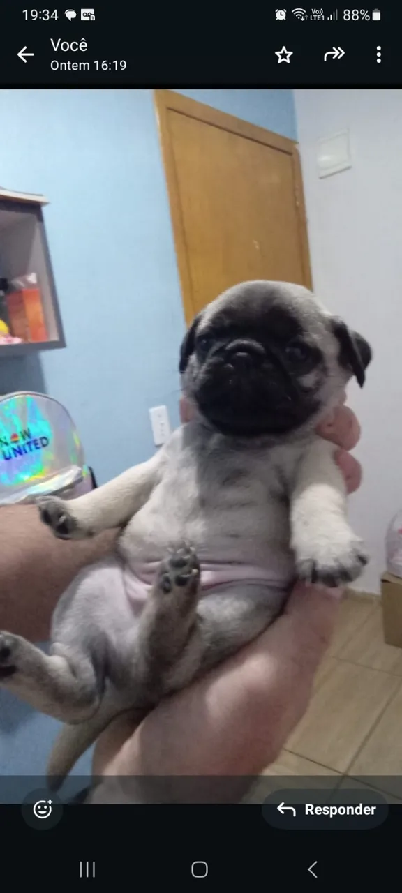 Pug