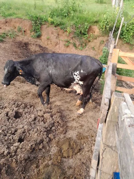 Vaca leiteira   - Foto 2