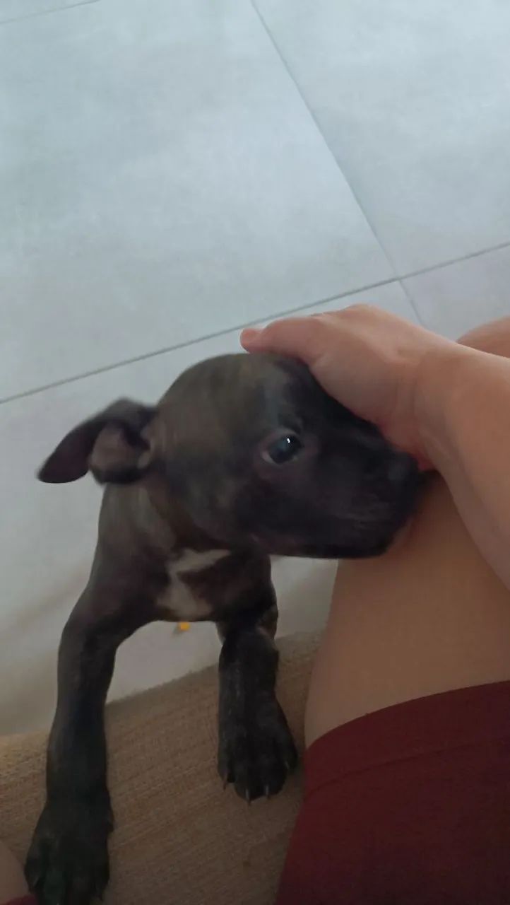 Filhote Pitbull - Foto 4