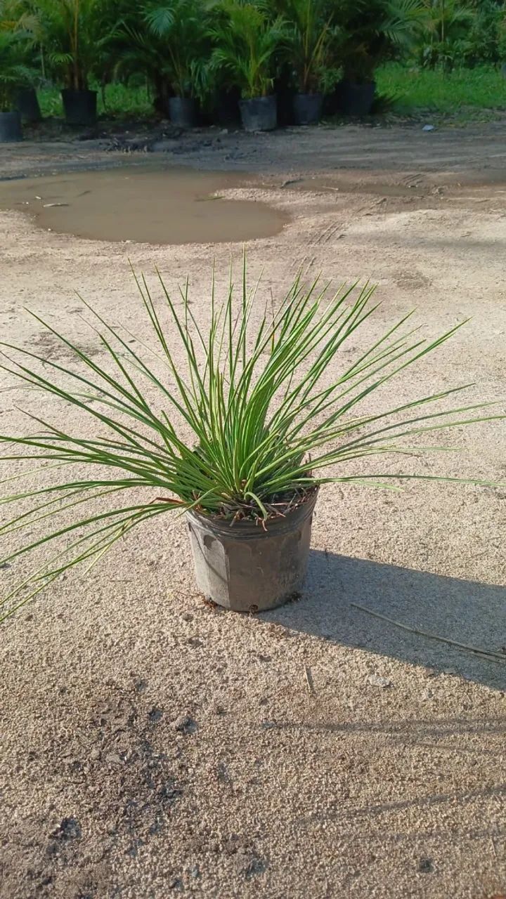 PLANTA AGAVE PALITO