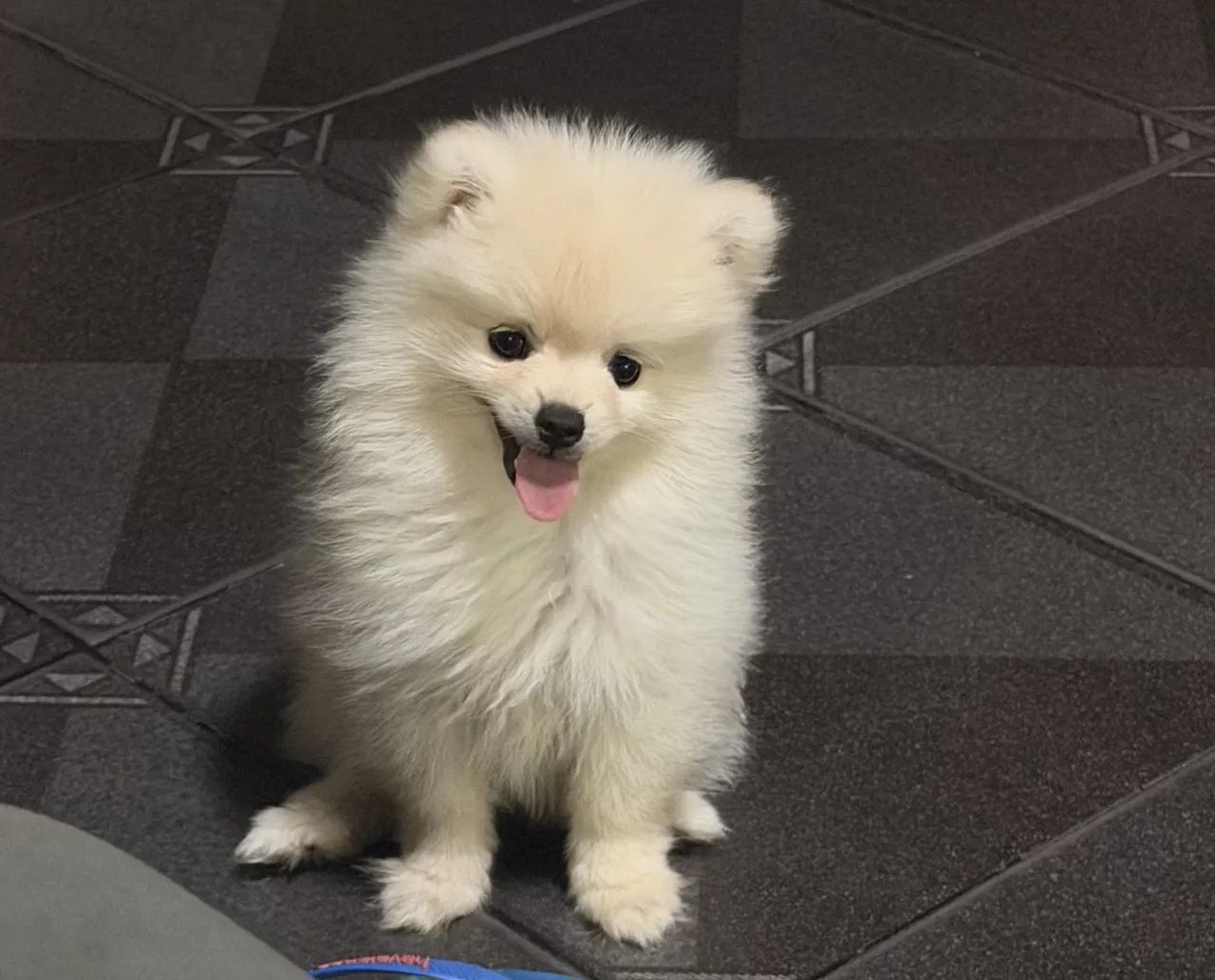Spitz alemão  - Foto 2