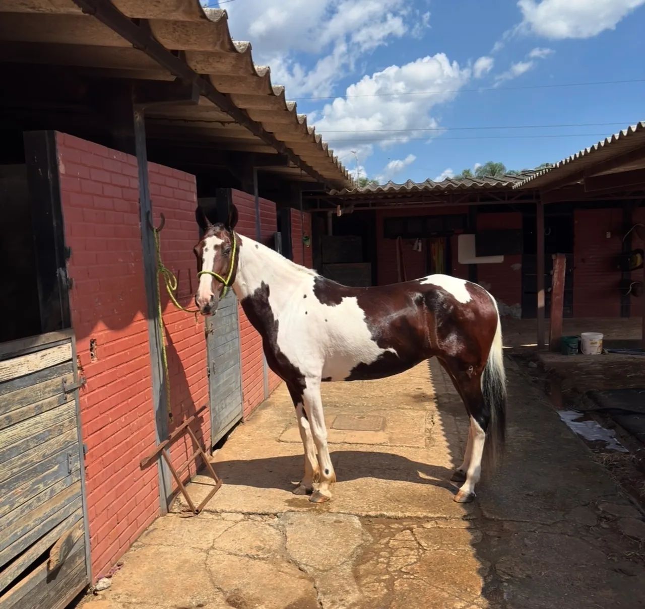 Vendo égua mangalarga marchador de pista ! - Foto 2