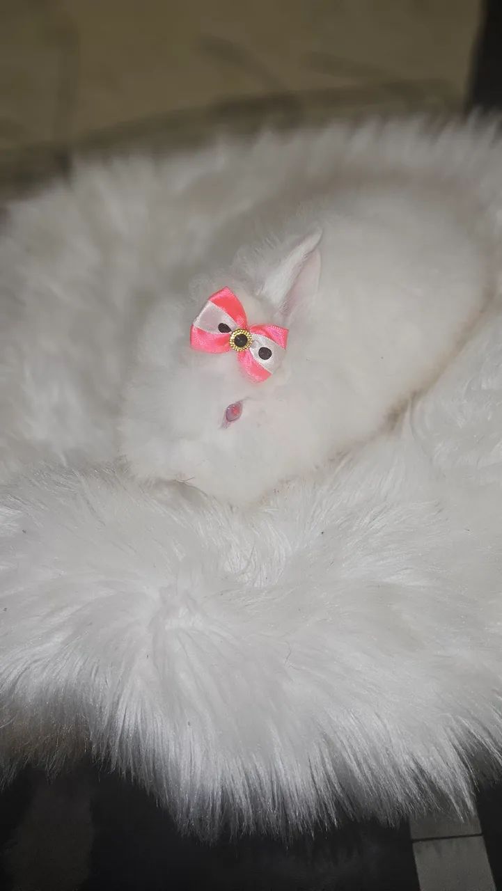 Mini lyon 