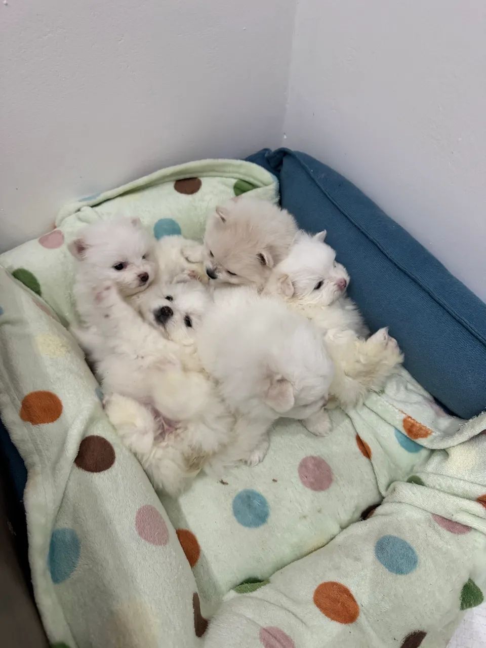 Filhote Spitz alemão  - Foto 5