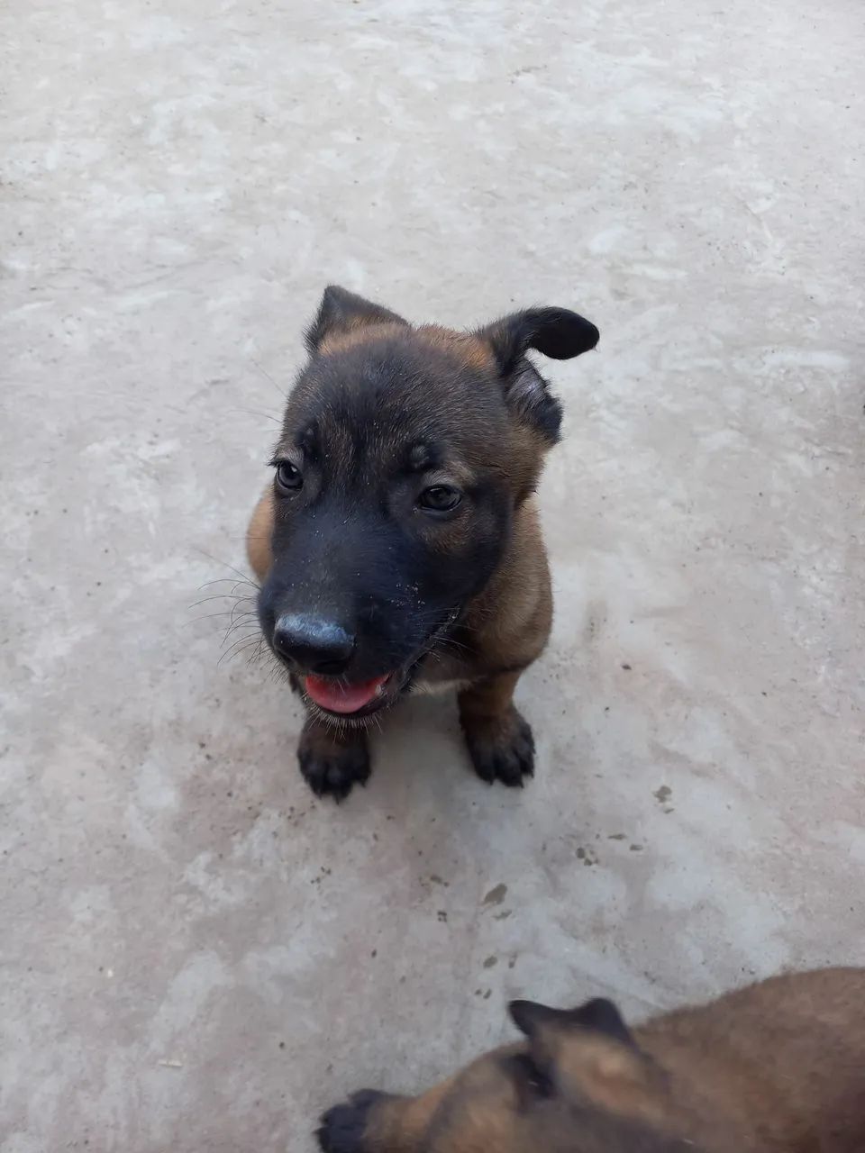 Pastor Malinois @ - Foto 2