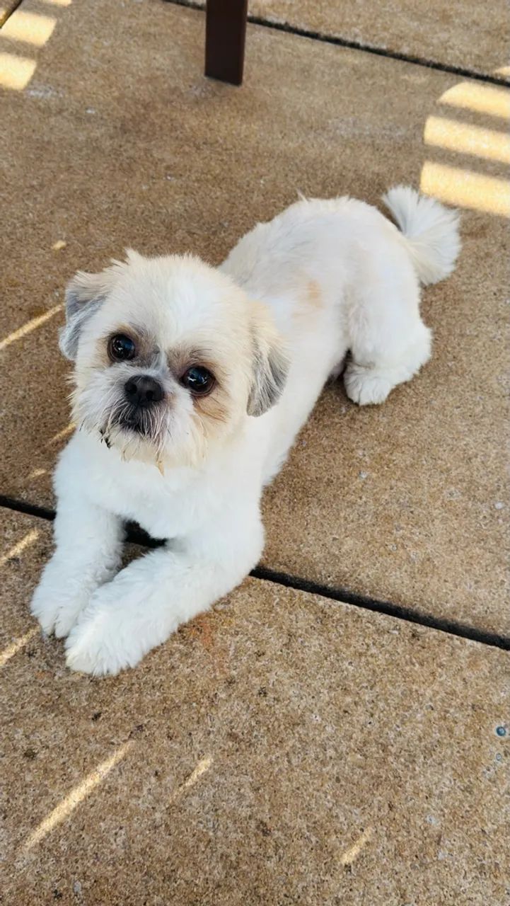 Cachorro - Foto 4