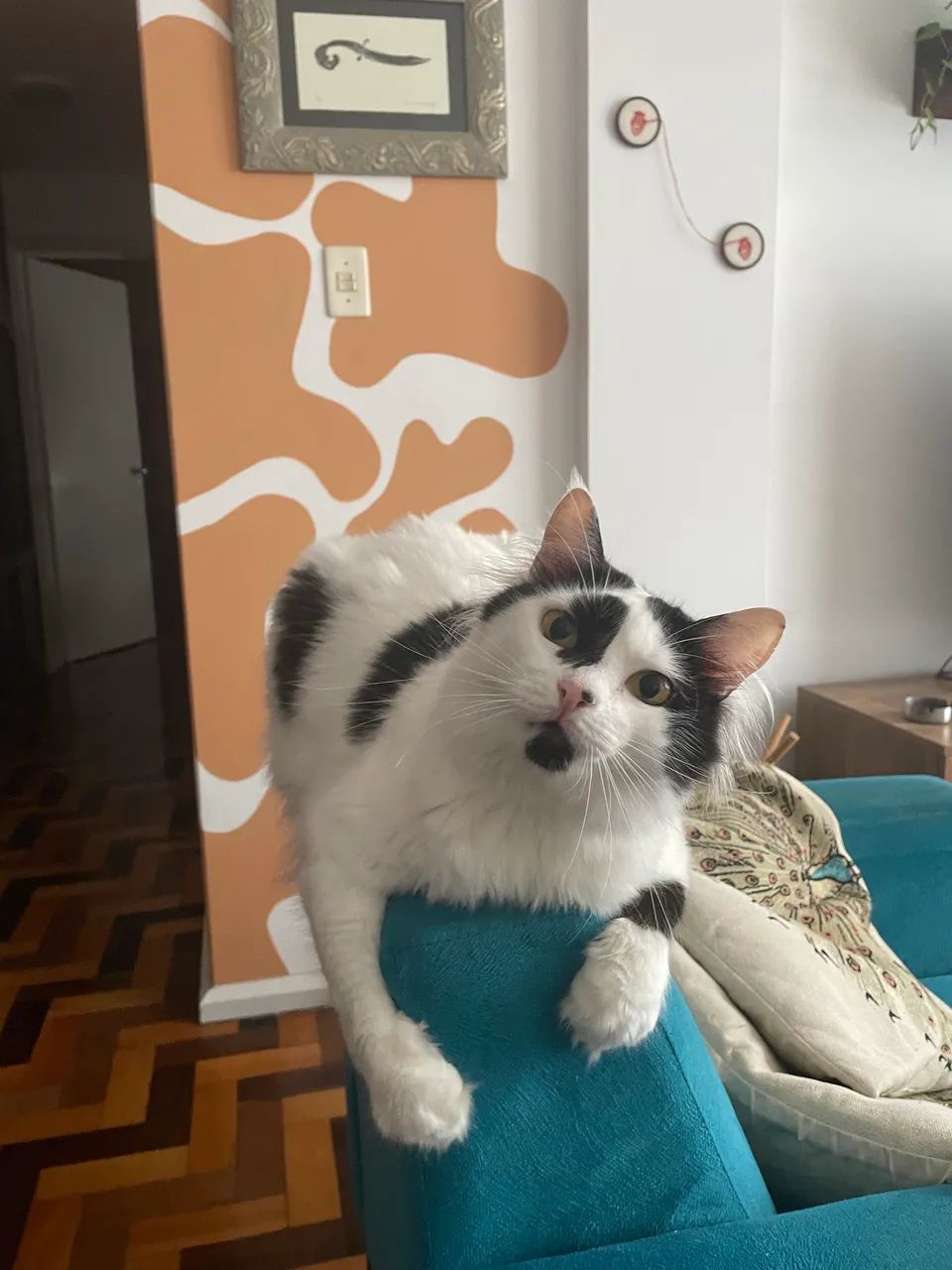 Doação Gata Ragdoll - preta e branca