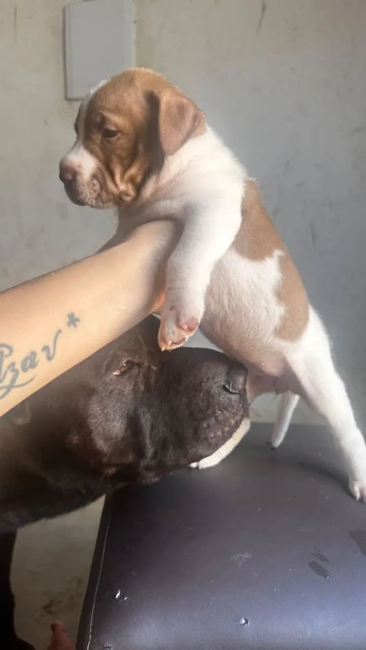 Vende-se lindos  cachorrihos - Foto 3