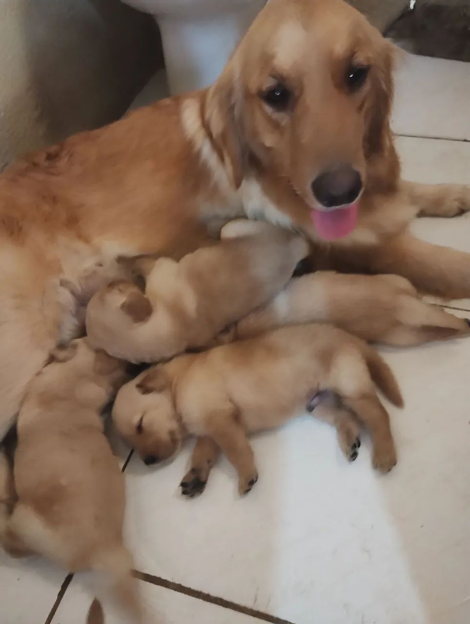 Golden retrivier  - Foto 3