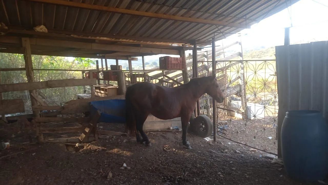 Vende- se ou troco por gado egua pikira e potro criolo  - Foto 4