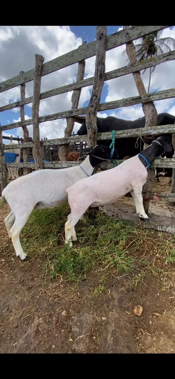 Ovelhas  - Foto 2
