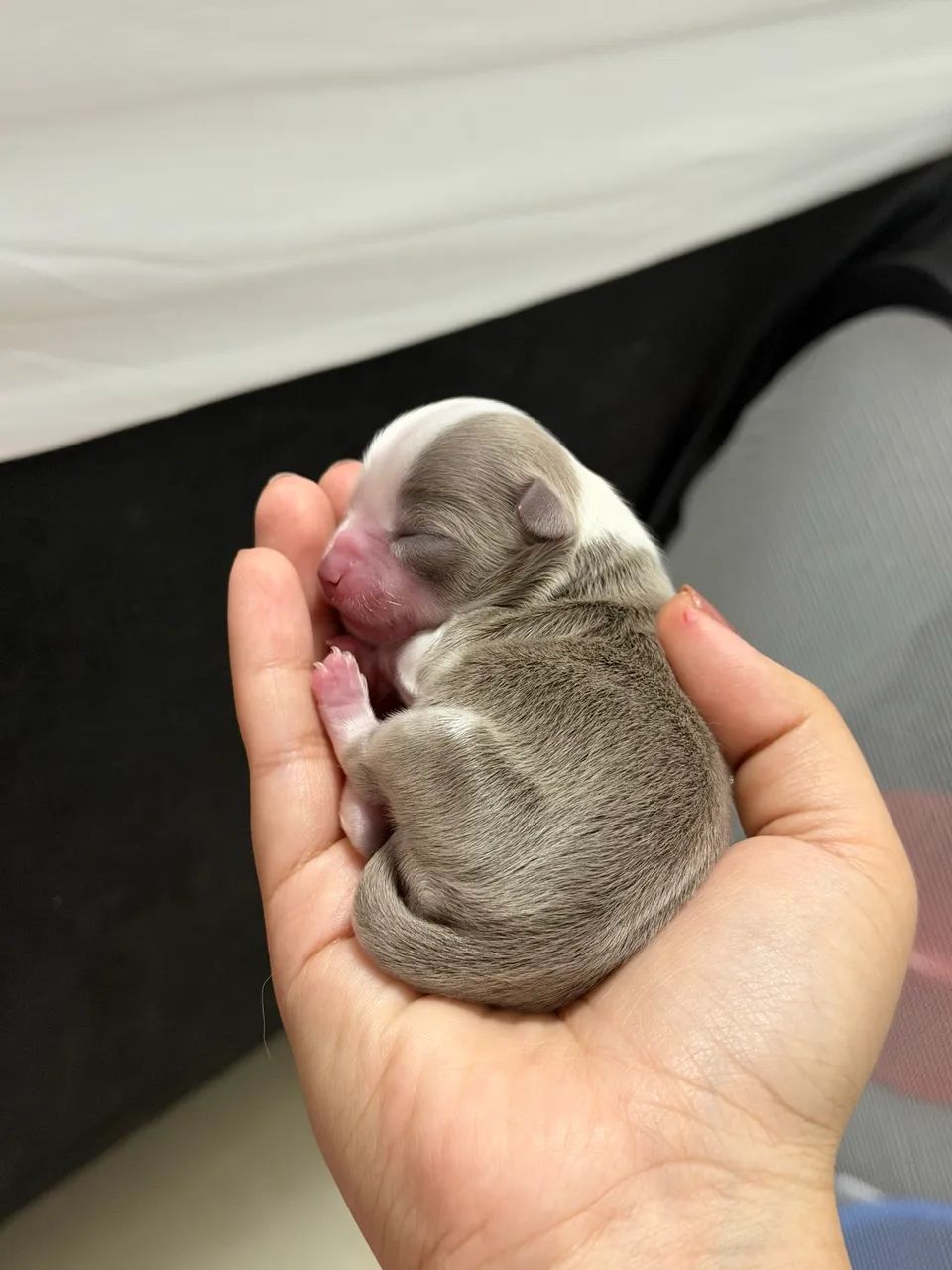 Chihuahua pelo longo  - Foto 2