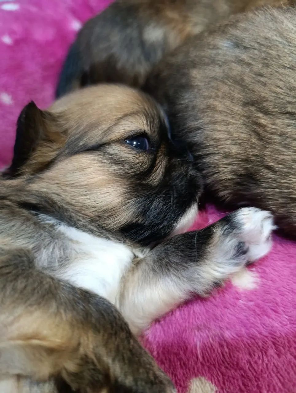 Shihtzu Machos Chocolate  - Foto 4