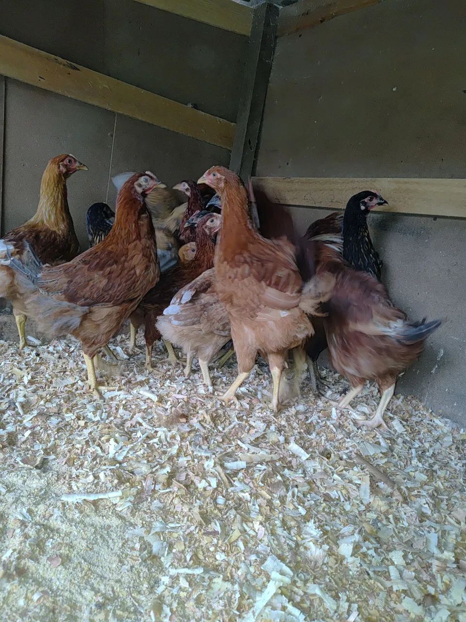 Frangas embrapas e PCG - Foto 4