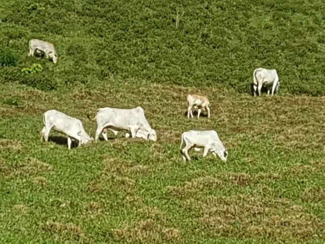 fazenda 83 alqueires 
