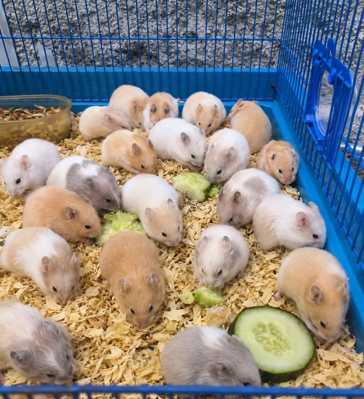 Hamster Sírio 
