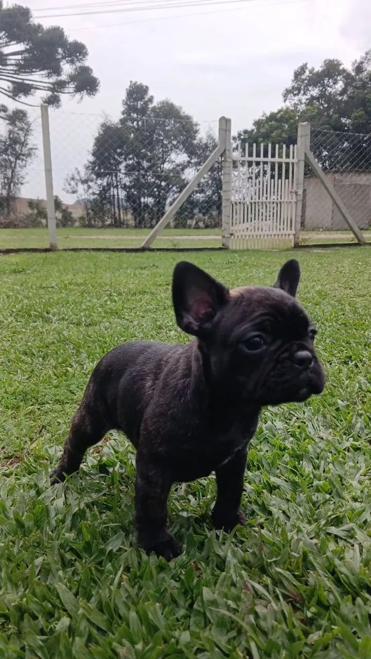 Femea buldog - Foto 2