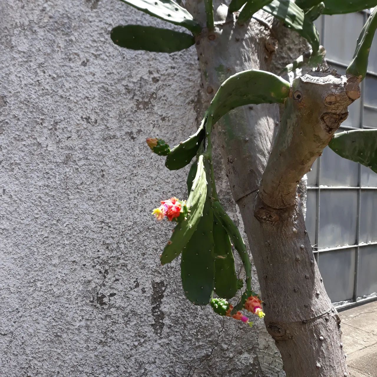 Planta - Foto 4