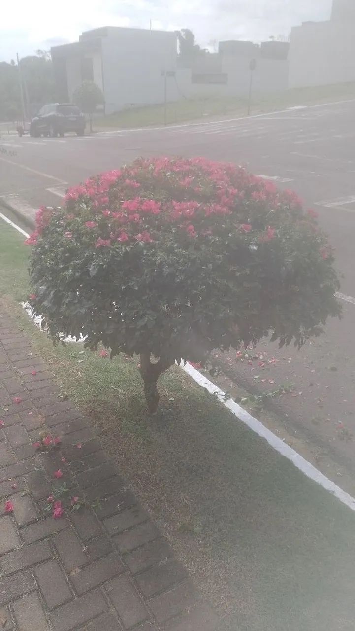 Jardinagem  - Foto 2