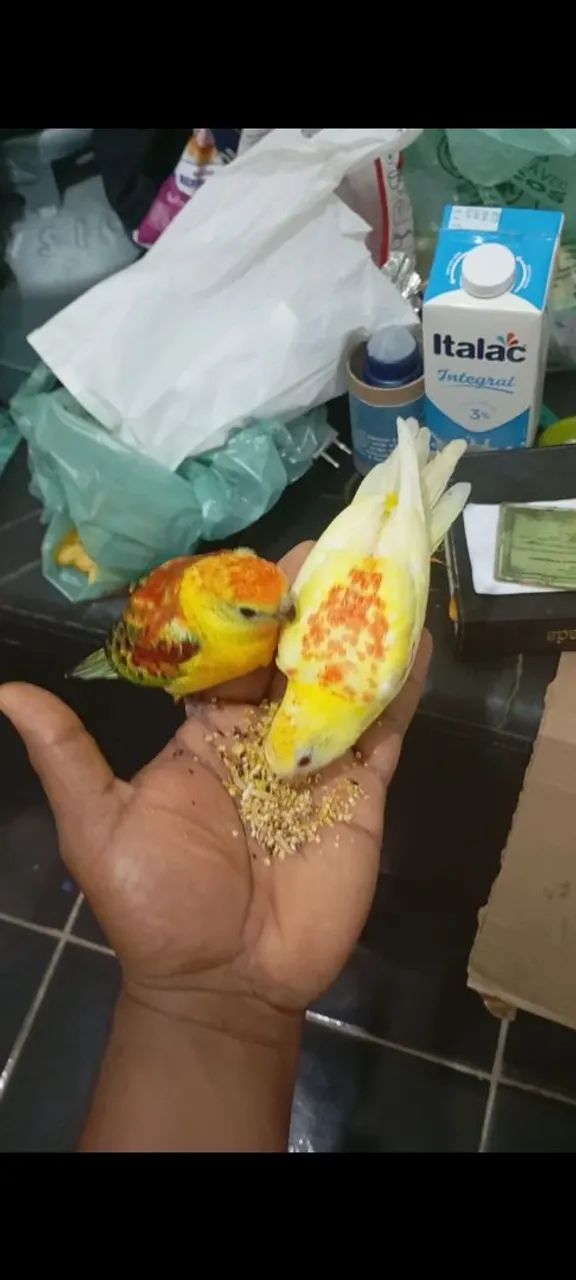 Red hamper filhotes dois meses mansos - Foto 4