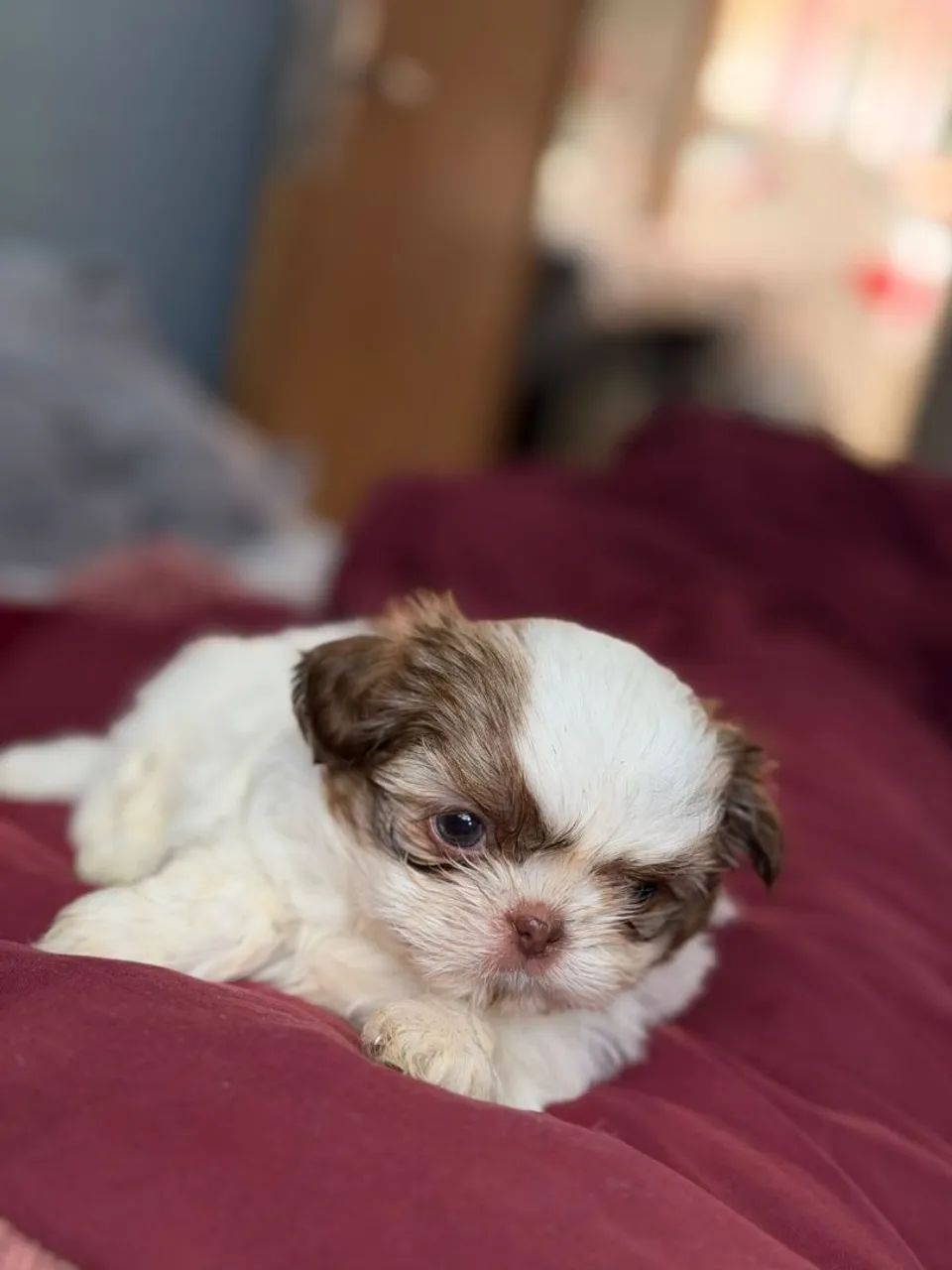 Mini Shitzu  - Foto 2