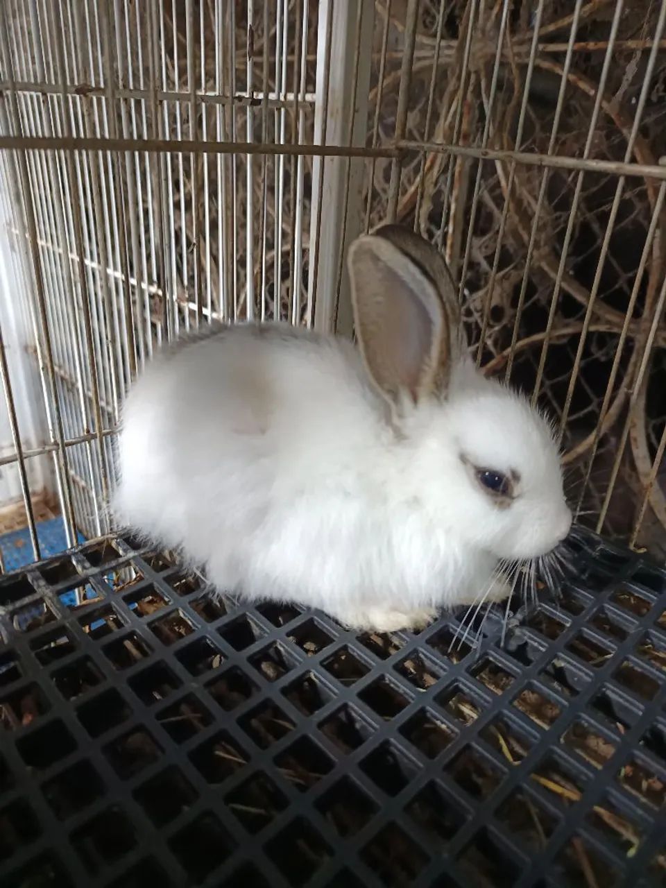 Coelhos - Foto 4