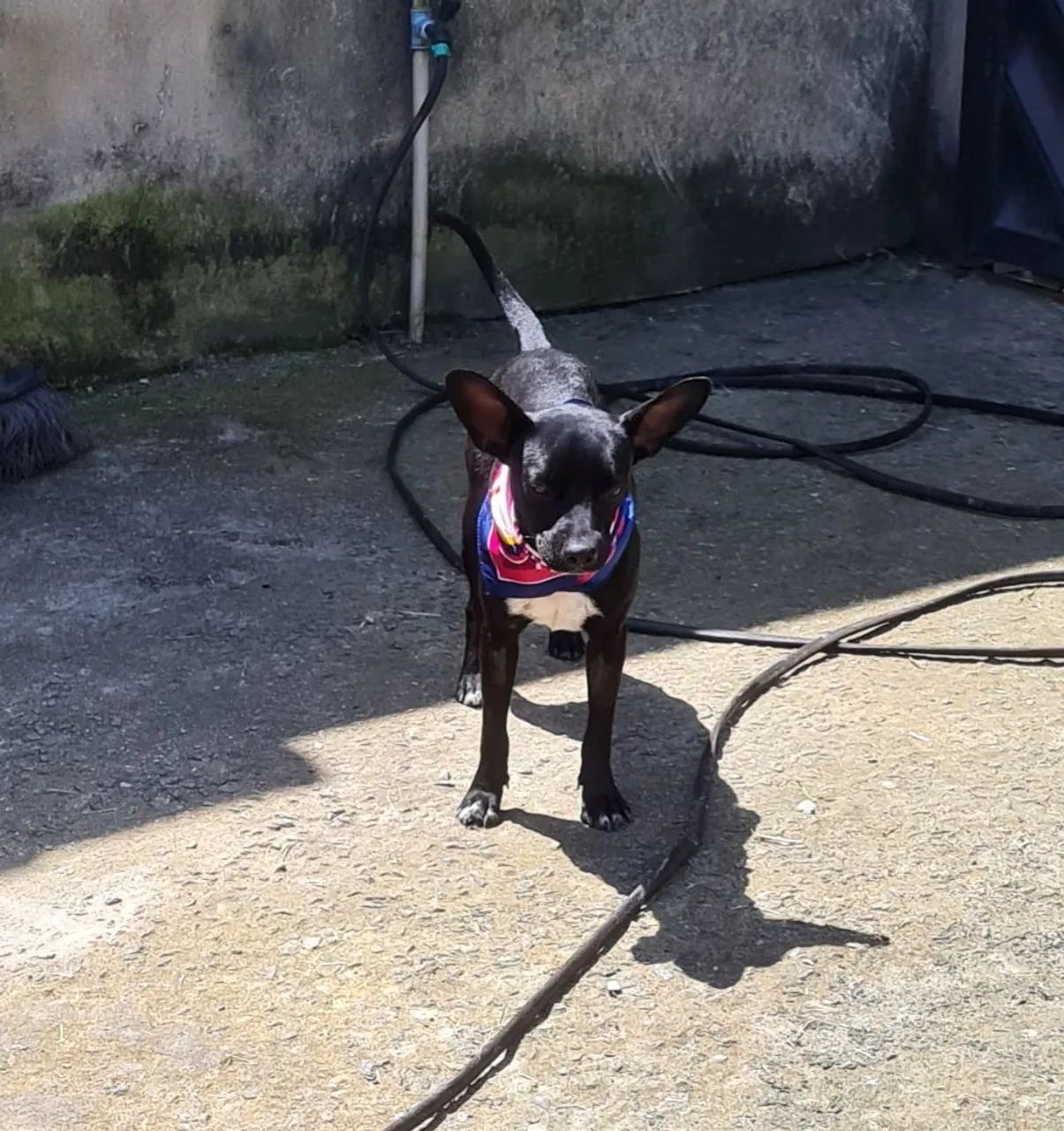 Animais - Foto 4