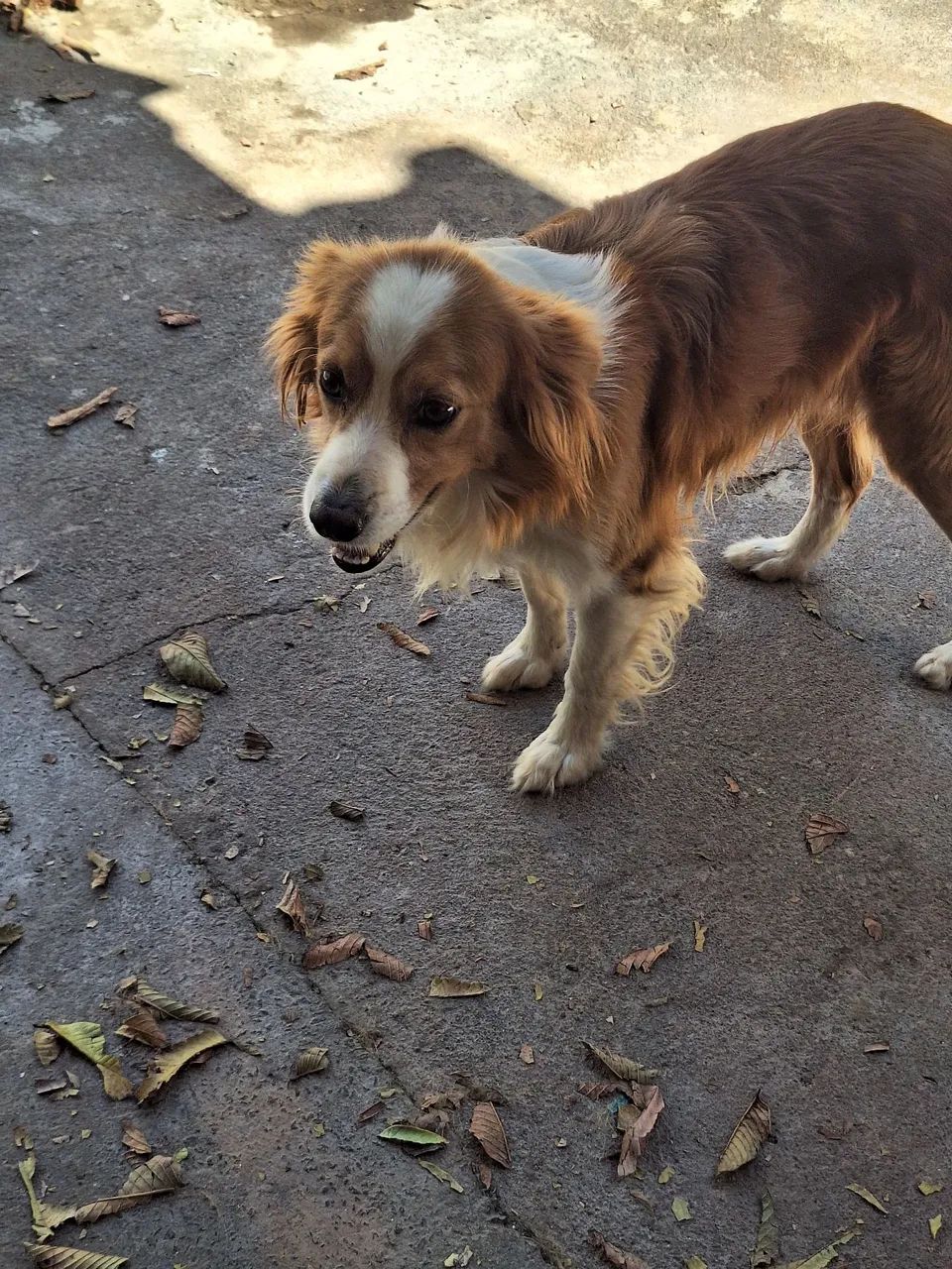 Doação de cachorros  - Foto 3