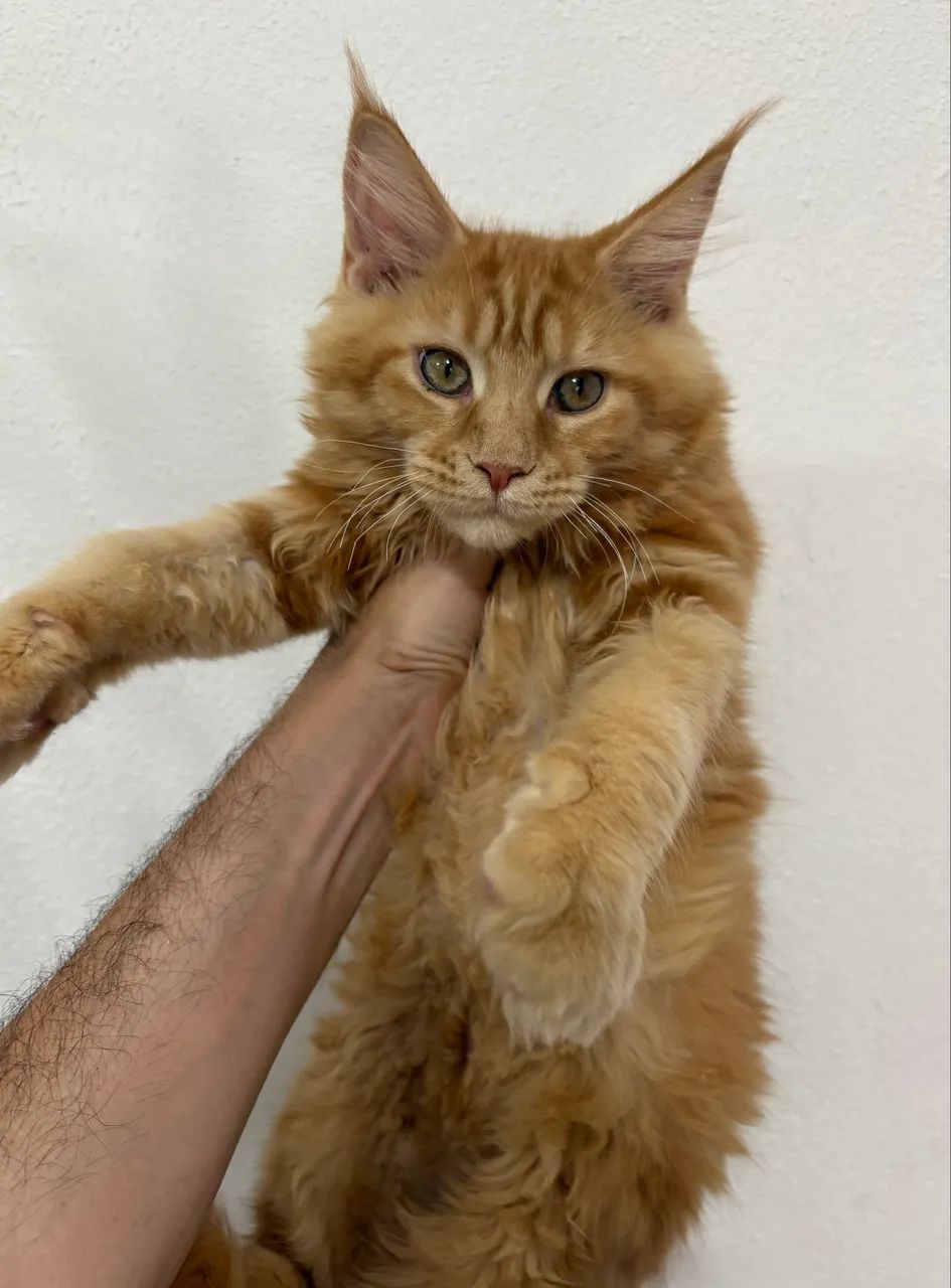 Gato Maine Coon Filhotes Linhagem Gigante ,Reserva e Pronta Entrega . O melhor do brasil  - Foto 2