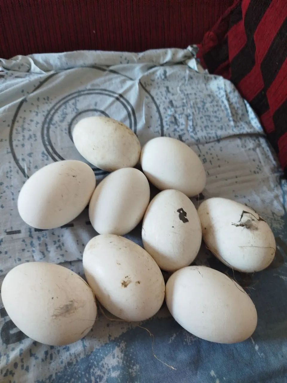 Ovos de ganso 