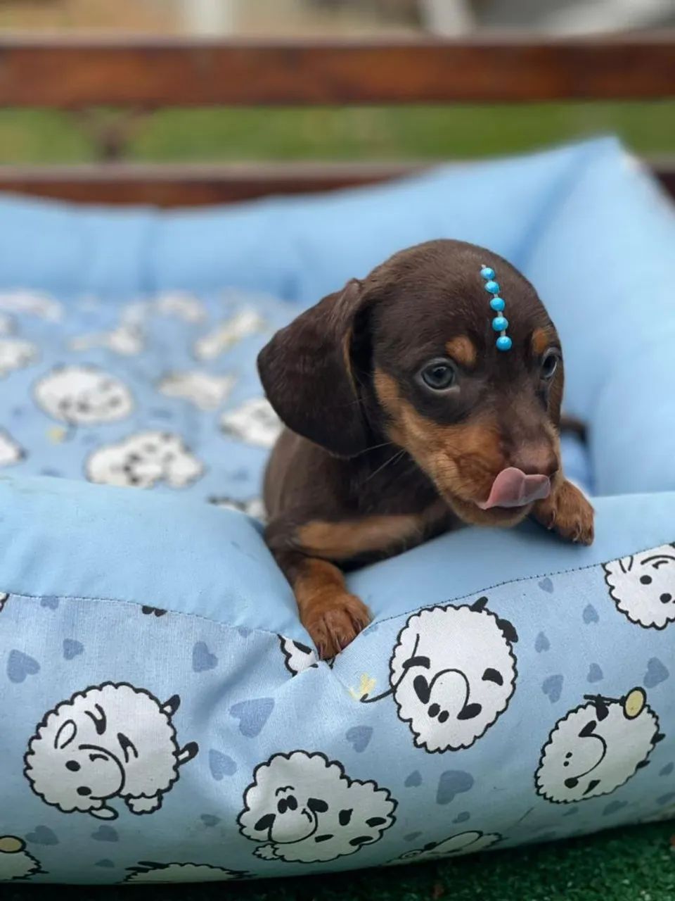 Daschund - Filhotes curiosos . 