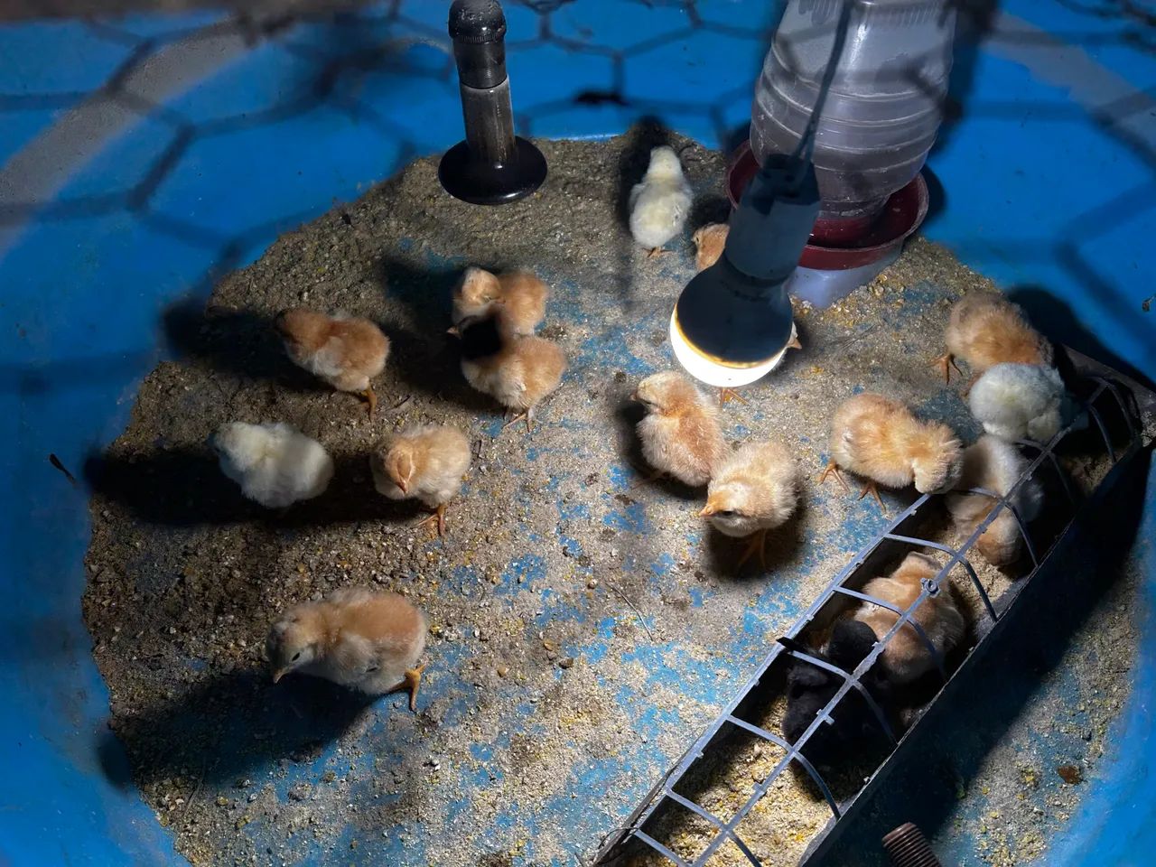 Pintinhos caipira 